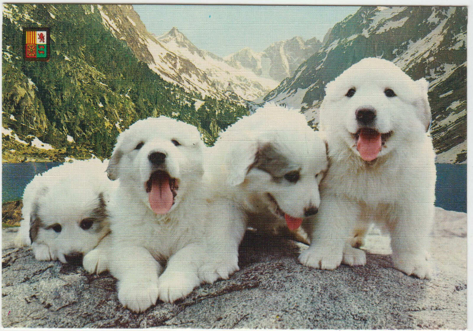 CARTE POSTALE CHIEN CHIOTS DES PYRENEES ELEVAGE DU COMTE DE BORDES HAUTECAM 123950569195