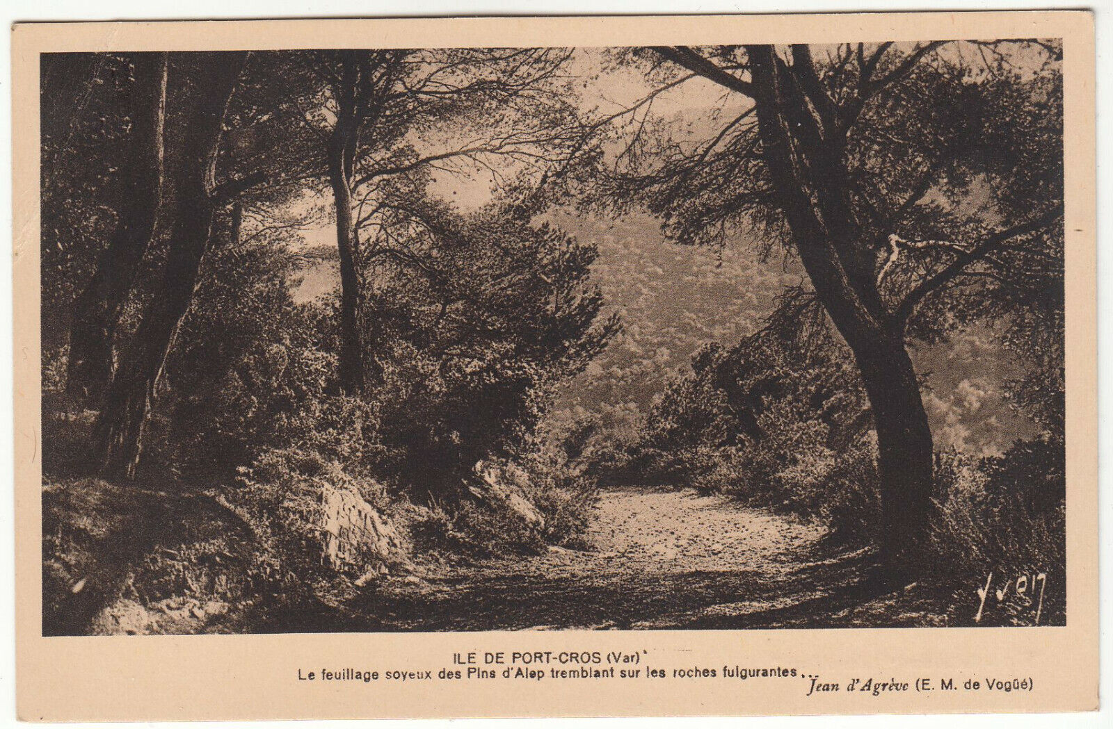 CARTE POSTALE ILE DE PORT CROS LE FEUILLAGE SOYEUX DES PINSS D ALEP 401952767225