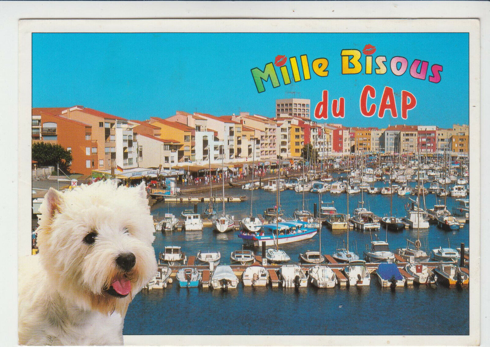 CARTE POSTALE MODERNE CHIEN BICHON 123949409345