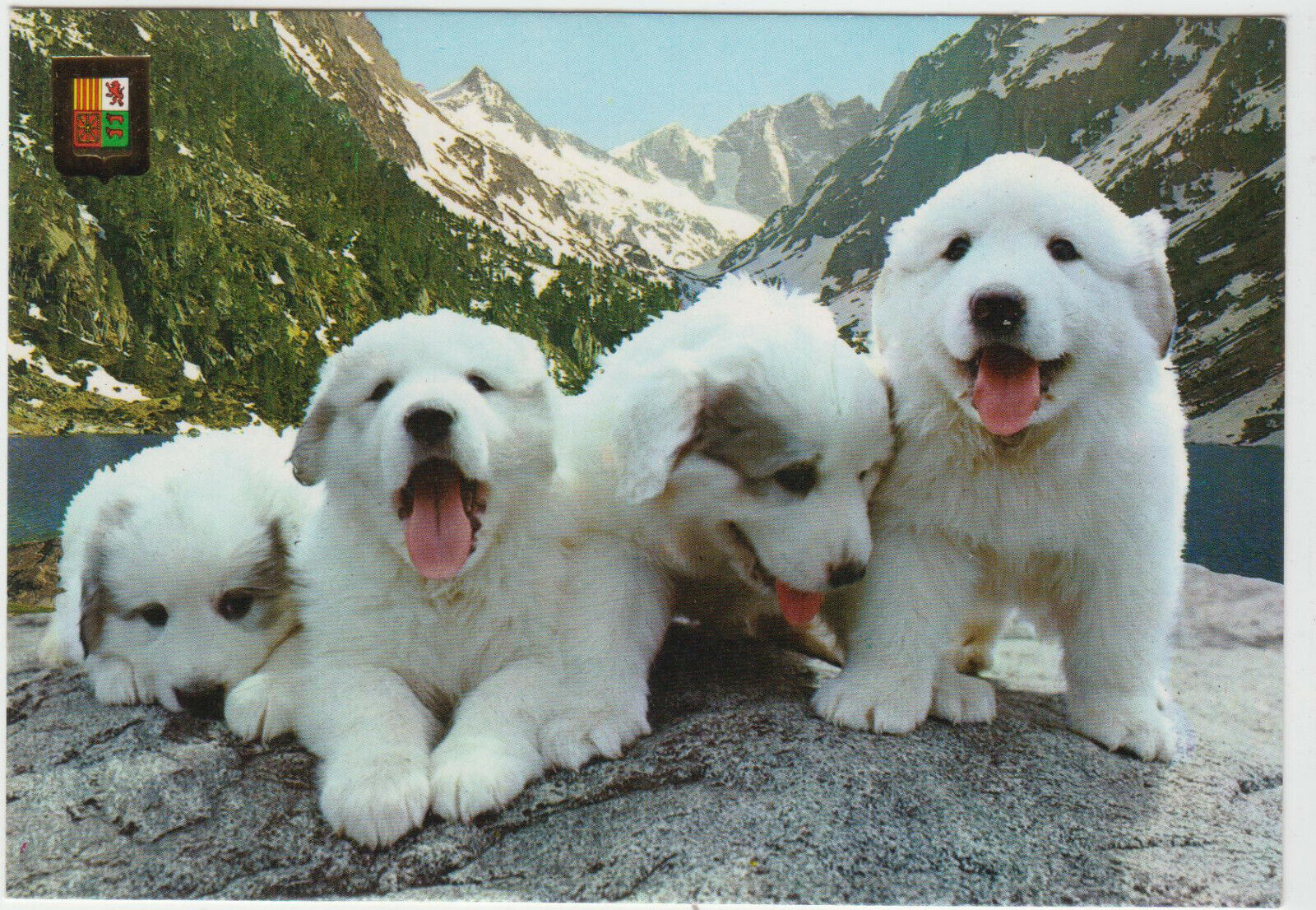 CARTE POSTALE MODERNE CHIEN CHIOTS DES PYRENEES 401931643895