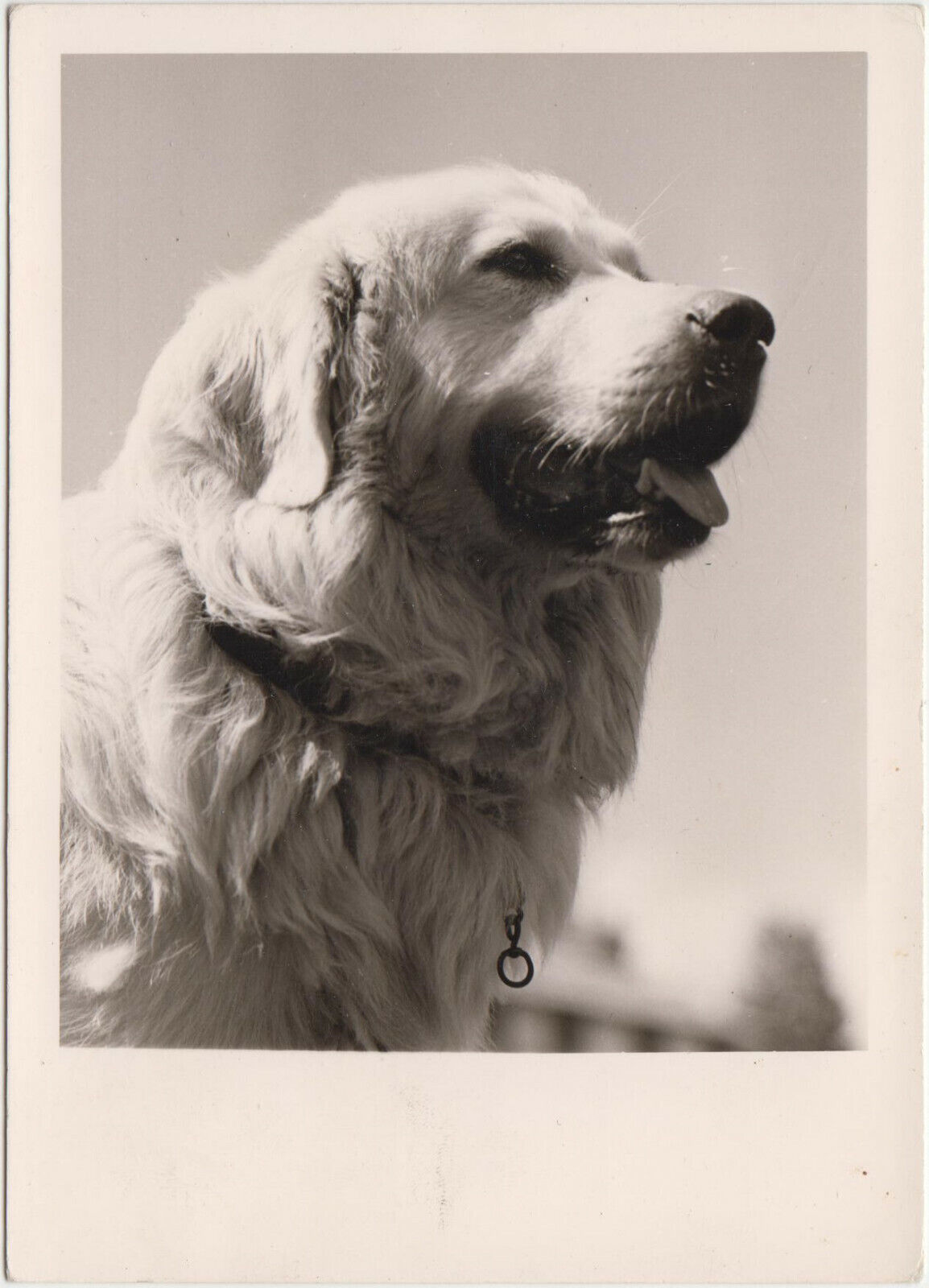 CARTE POSTALE MODERNE CHIEN DES PYRENEES BASTAN 123949432955