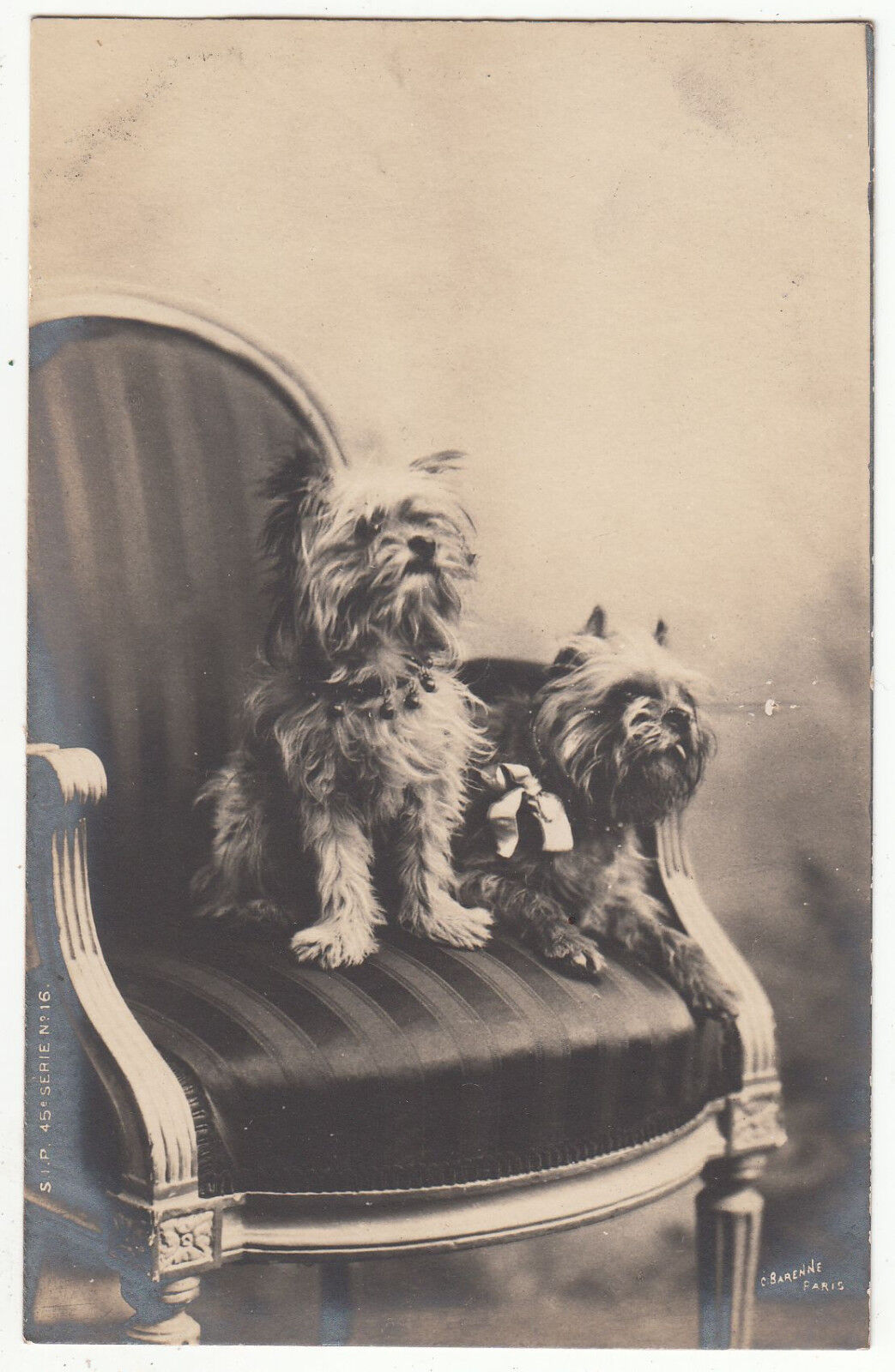 CARTE POSTALE PHOTO CHIEN 401389608995