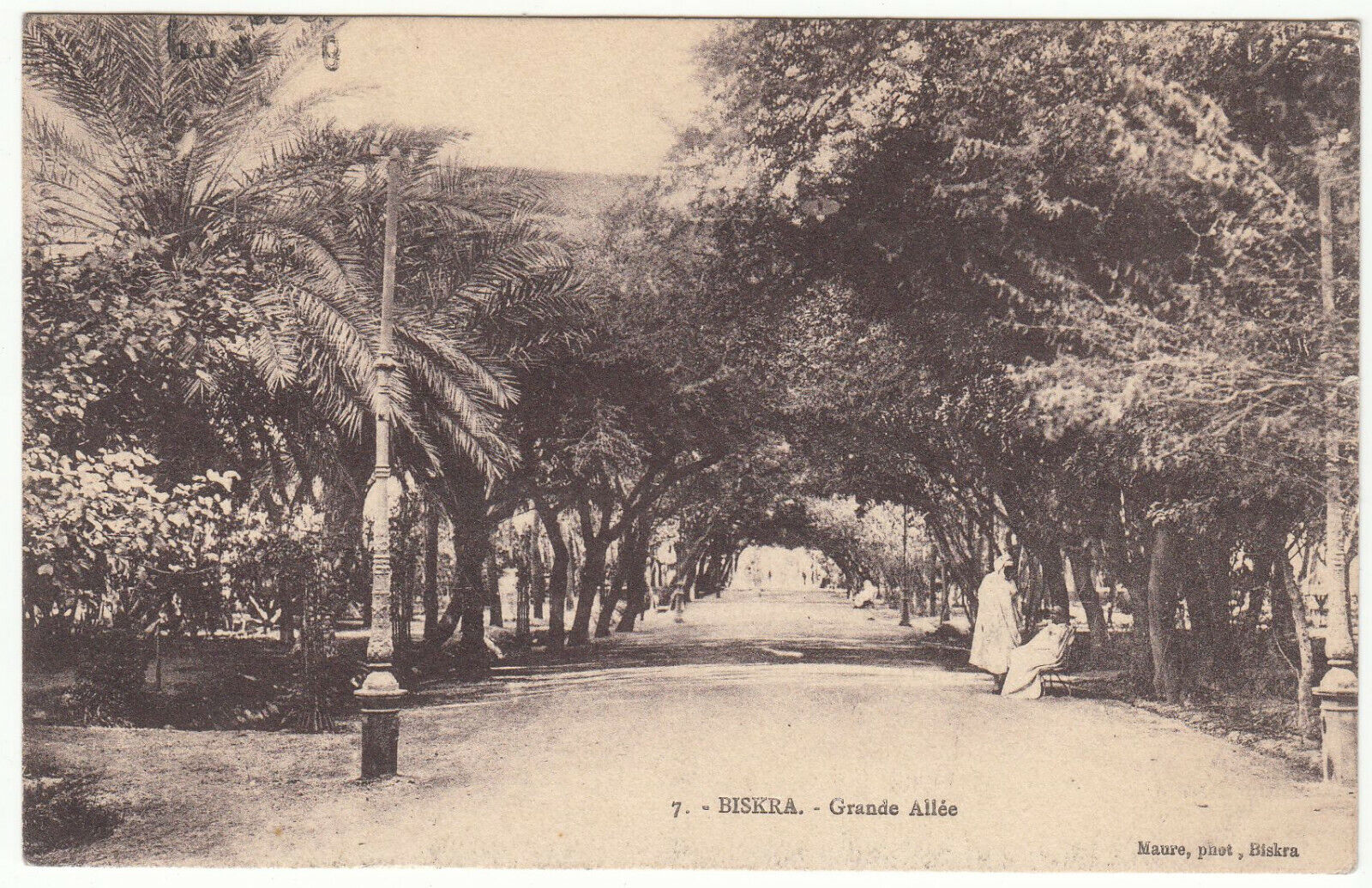 CARTE POSTALE VIEUX BISKRA GRANDE ALLEE 401944323575