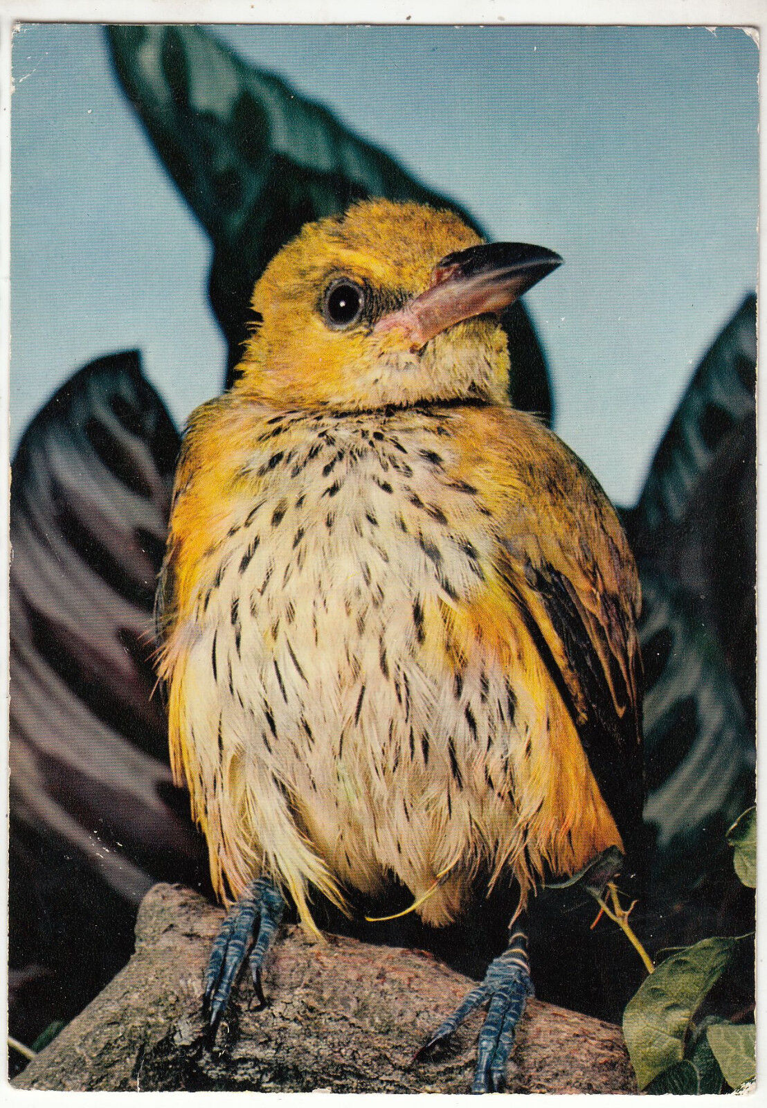 CARTE POSTALE ANIMAUX OISEAUX EXOTIQUES DRIOLE VERT OU LORIOT A DUVET NOIR 122914825726