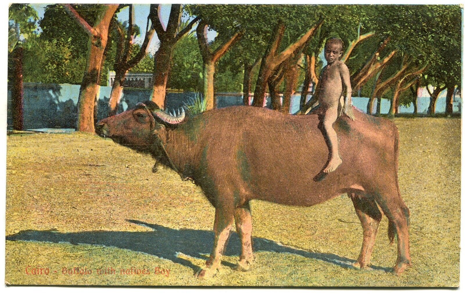 CARTE POSTALE LE CAIRE BUFFALO WITH NATIVES BOY 121305832396