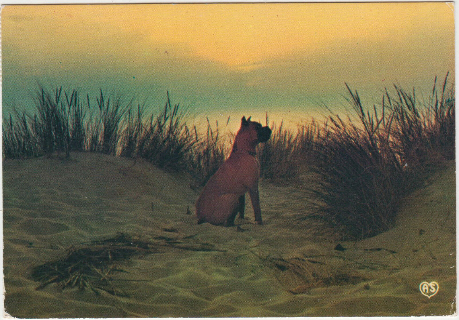 CARTE POSTALE MODERNE CHIEN BOXER 123949654606