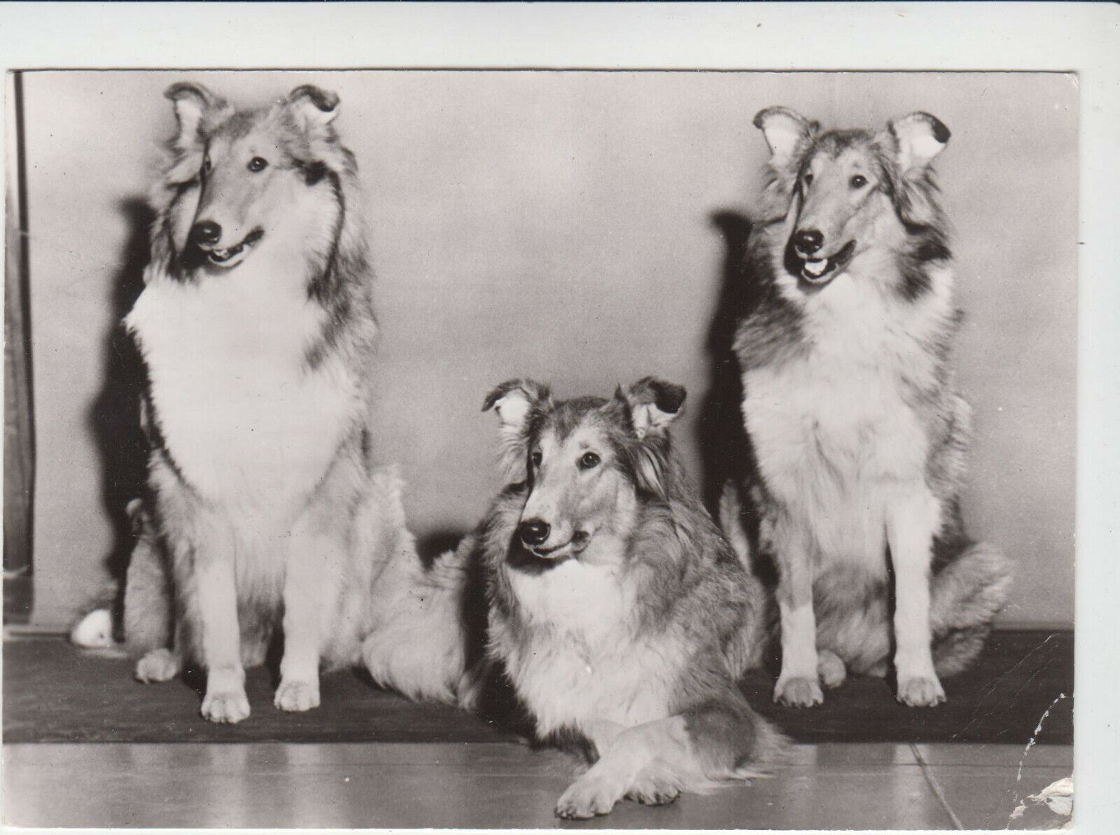 CARTE POSTALE MODERNE CHIEN COLLEYS 123949419216