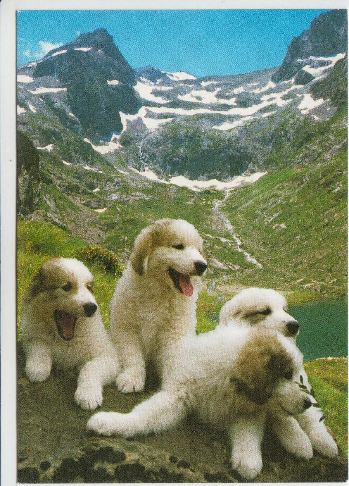 CARTE POSTALE MODERNE CHIEN DES PYRENEES 123949604126