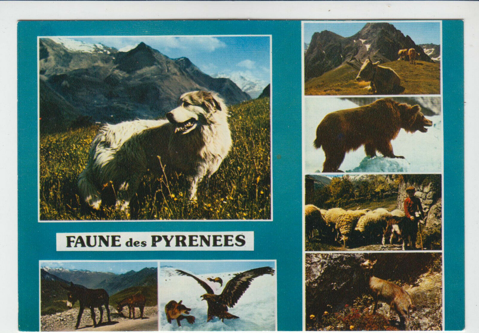 CARTE POSTALE MODERNE CHIEN DES PYRENEES ET FAUNE DES PYRENEES OURS AIGLE 123949417246