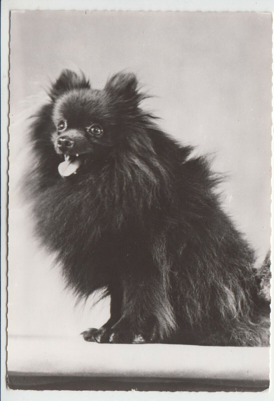 CARTE POSTALE MODERNE CHIEN LOULOU NAIN 401931653906