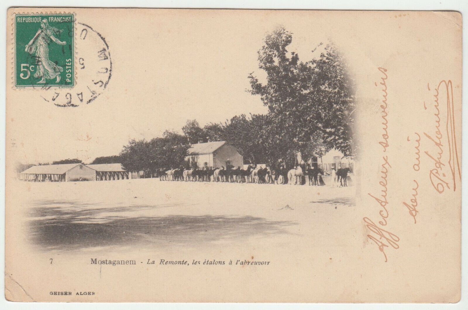 CARTE POSTALE MOSTAGANEM LA REMONTE LES ETALONS A L ABREVOIR 1911 124161203026