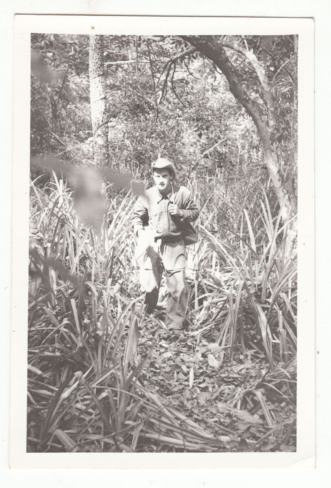 PHOTO MILITAIRE AFRIQUE BOUAKE MARS 1963 LA FORET AUX ANNANAS 401208411776