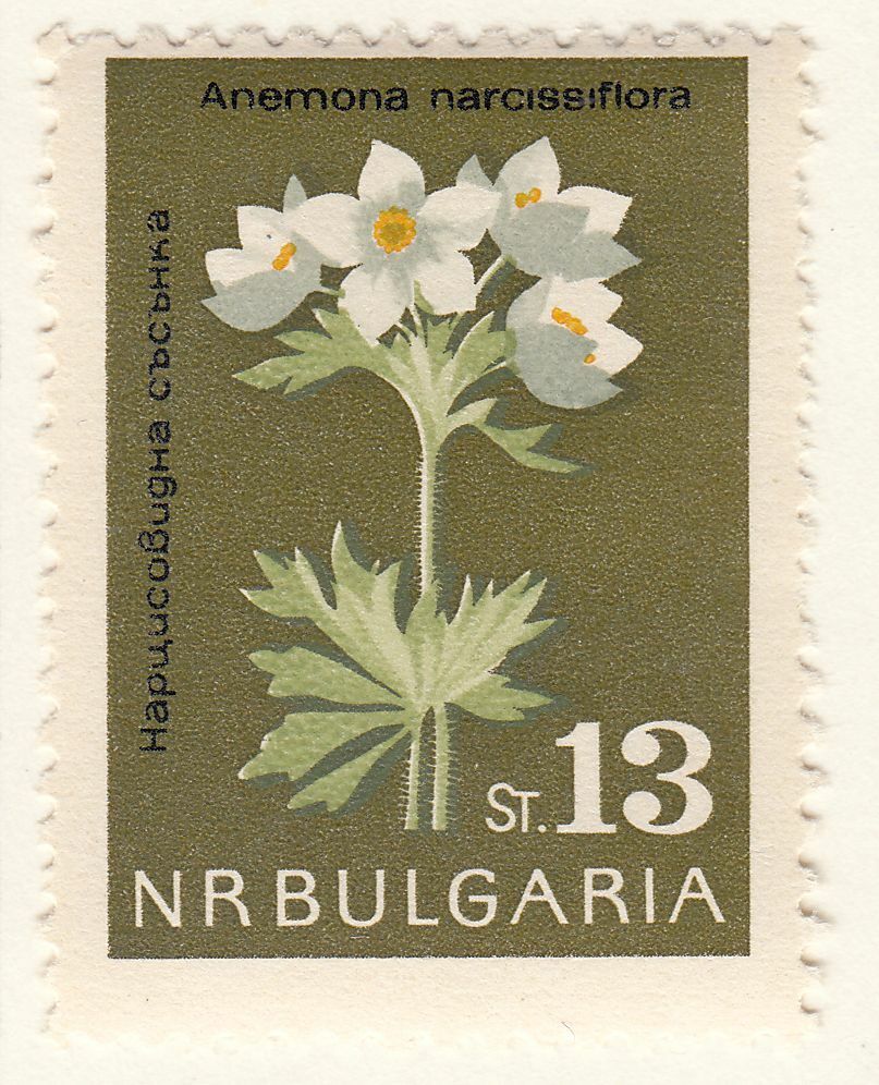 TIMBRE BULGARIE NEUF N 1215 FLEURS ANEMONES 402040643206