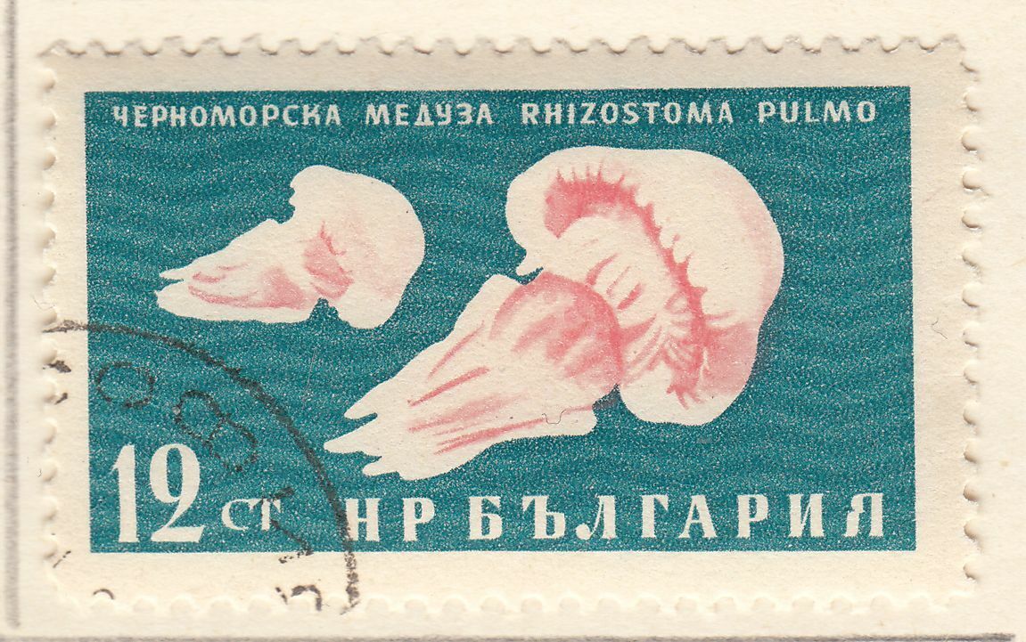 TIMBRE BULGARIE OBL N 1081 FAUNE MEDUSES 402039846736