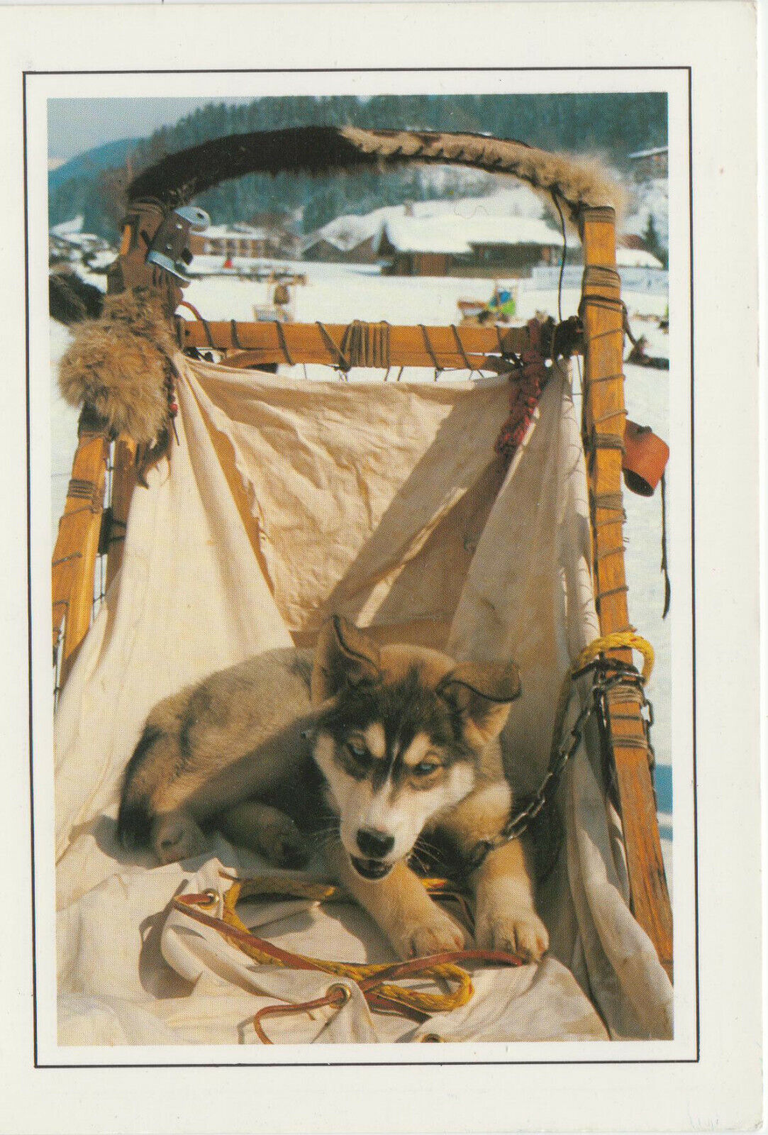 CARTE POSTALE CHIEN CHIOT HUSKY DANS LE TRAINEAU 401932919397