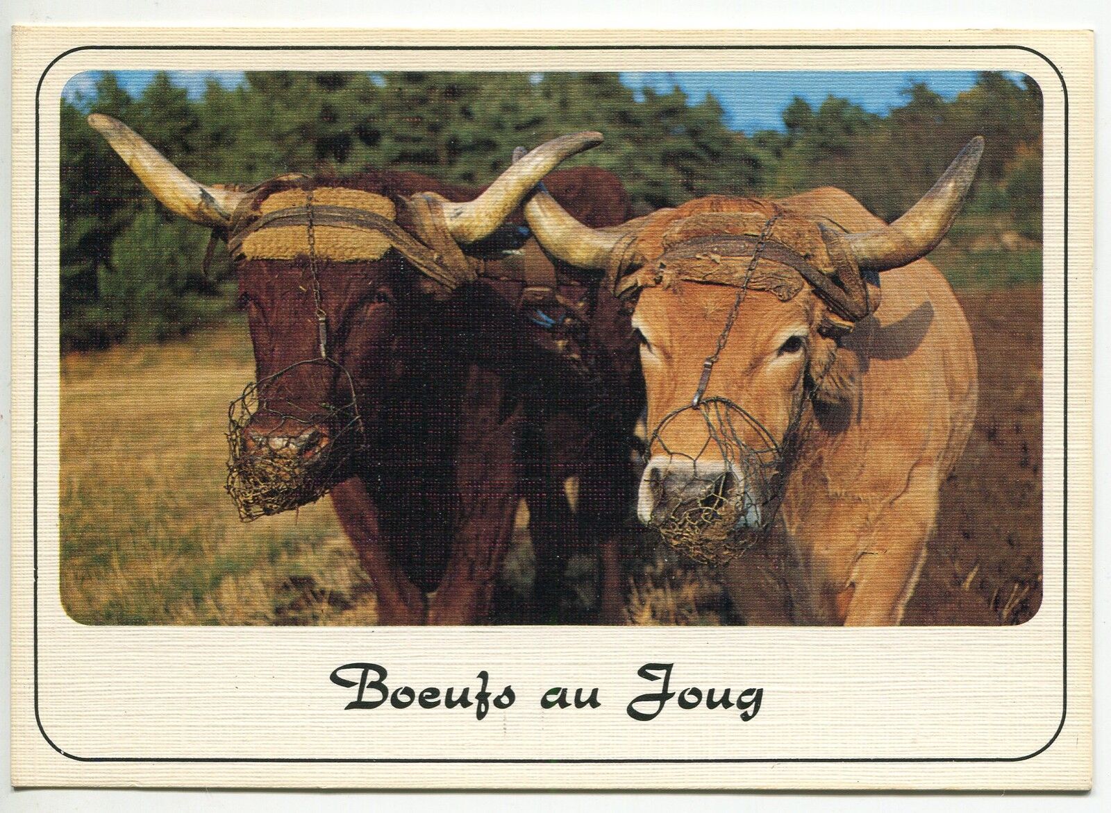 CARTE POSTALE DERNIERS ATTELAGES DE BOEUFS EN VOIE DE DIPARITION BOEUFS AU JOUG 121449605057