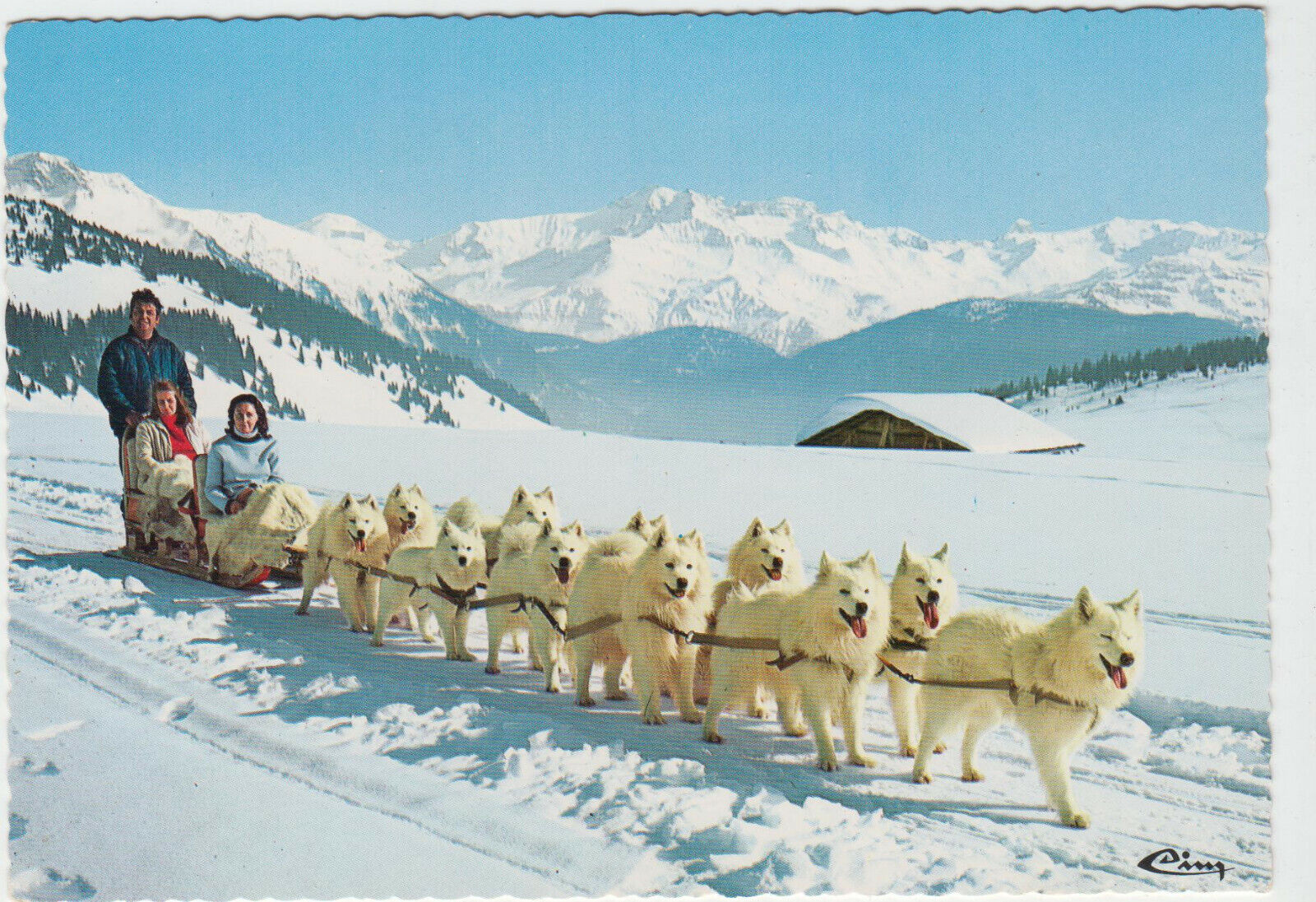 CARTE POSTALE MODERNE CHIEN ATTELAGE DE CHIENS DE SAMOYEDES 123949593927