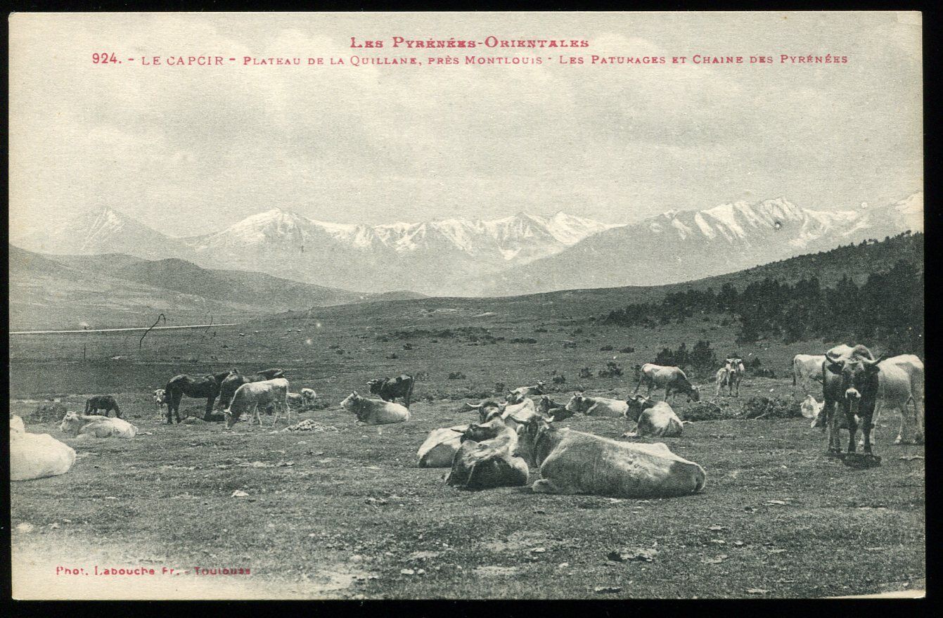 CPA LE CAPCIR PLATEAU DE LA QUILLANE PRES MONTLOUIS VACHES AUX PATURAGES PYRENNE 110782721927