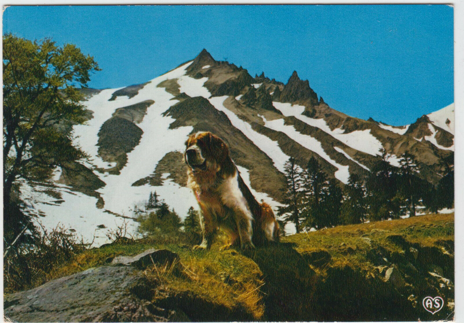 CARTE POSTALE CHIEN SAINT BERNARD TOBY LE SANCY 401932935348