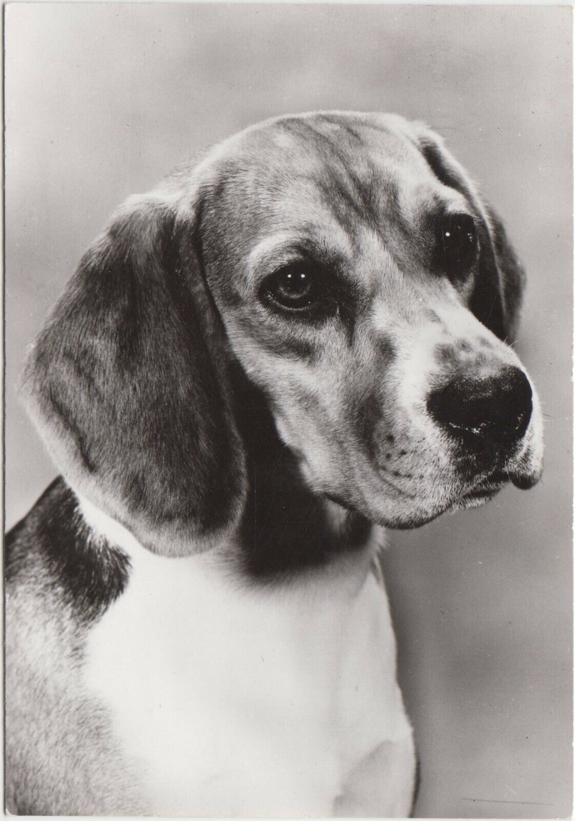 CARTE POSTALE MODERNE CHIEN BEAGLE 401932099738