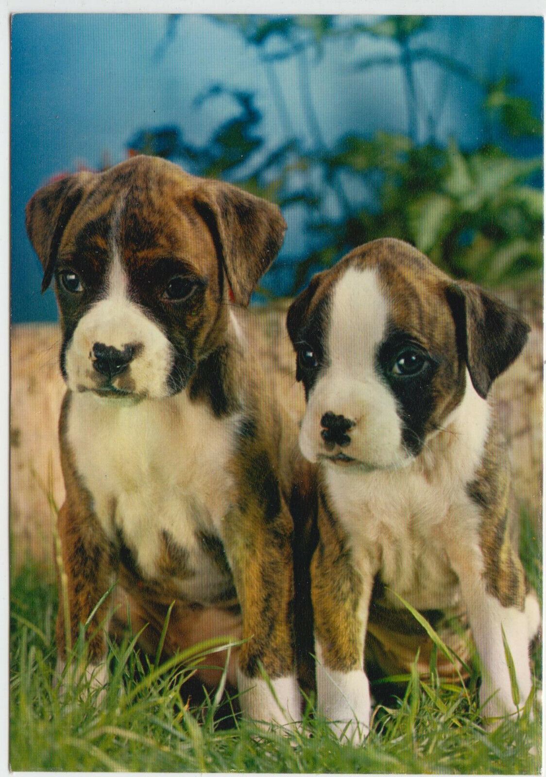 CARTE POSTALE MODERNE CHIEN BOXER 401928155848