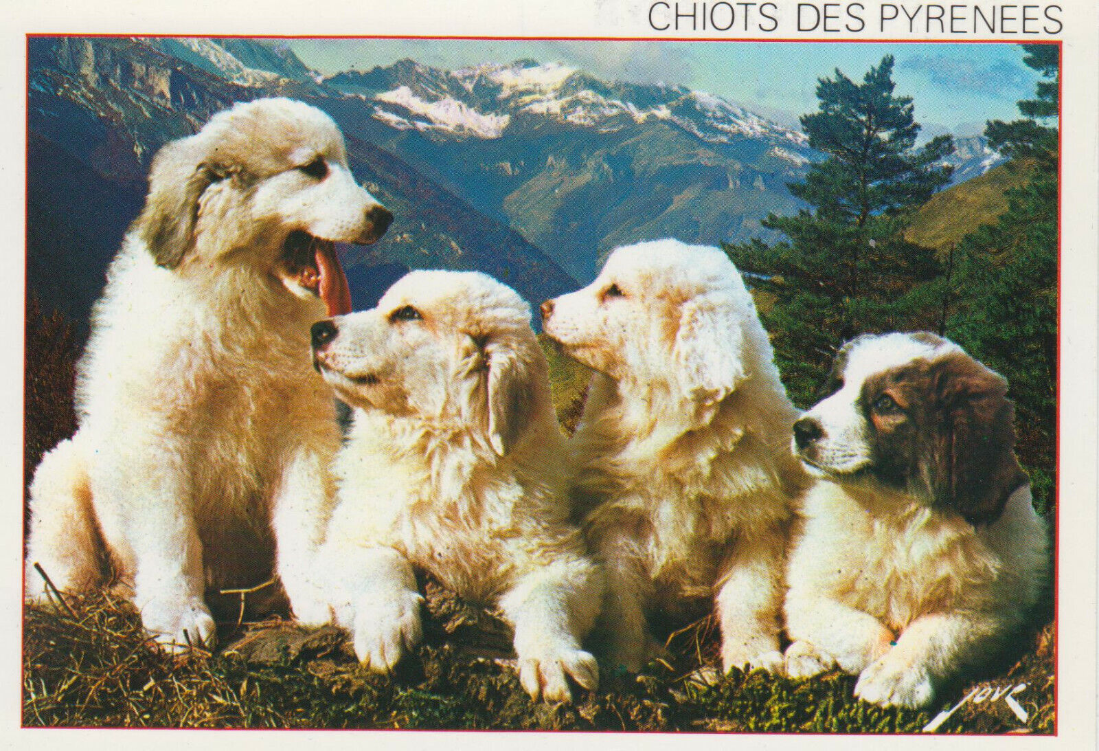 CARTE POSTALE MODERNE CHIEN CHIOT DES PYRENEES ELEVAGE DU PIC DE MARBORE ASSIBAT 123949601158