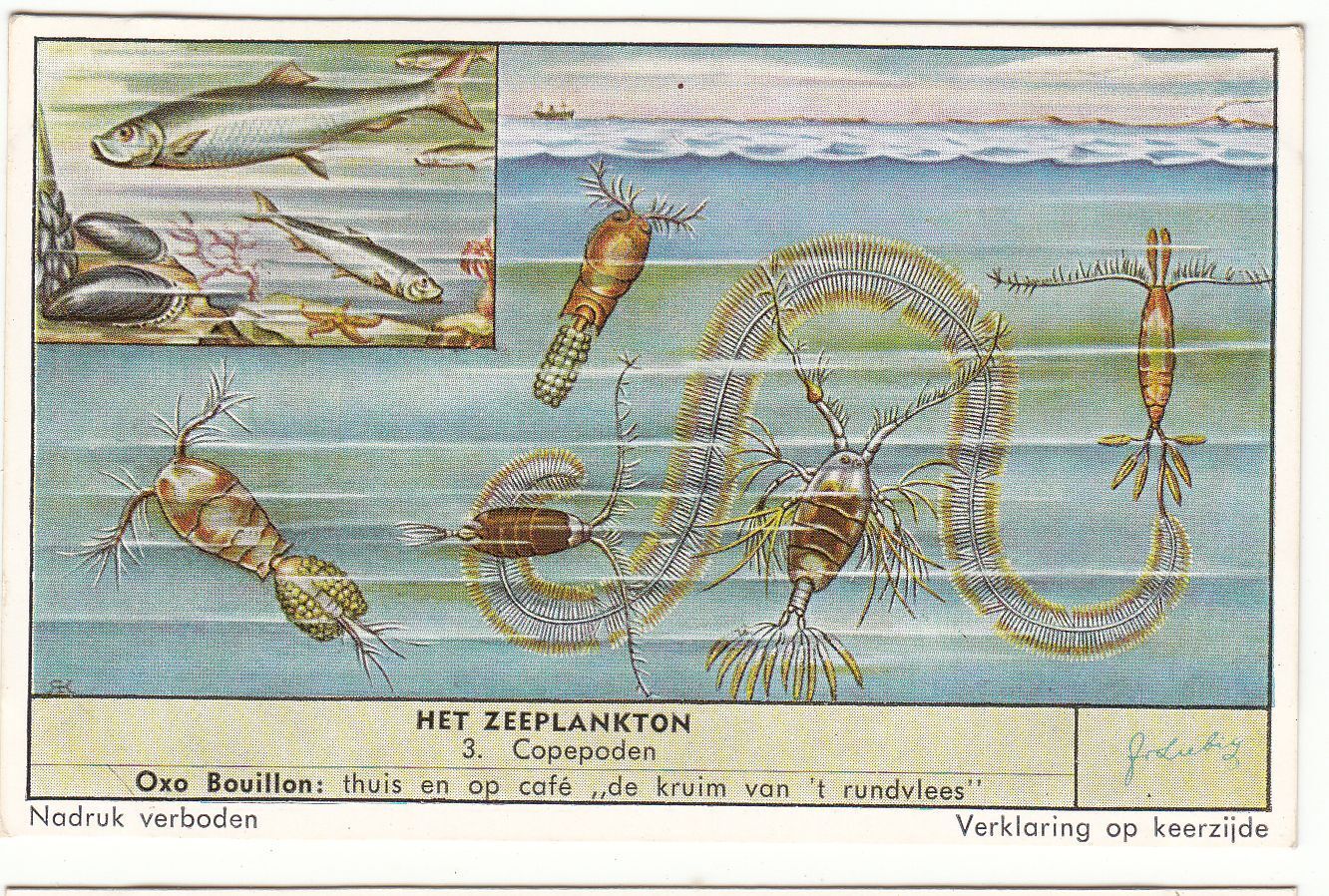 CHROMO LIEBIG HET ZEEPLANKTON COPEPODEN 401078220008