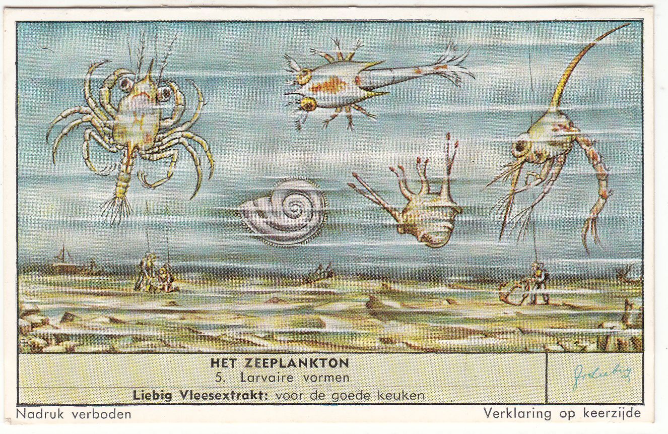 CHROMO LIEBIG HET ZEEPLANKTON LARVAIRE VORMEN 121905994538