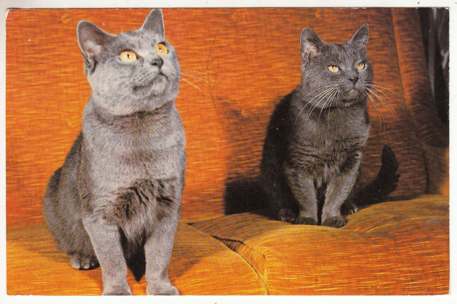 CARTE POSTALE CHAT BLEU RUSSE 122913966229