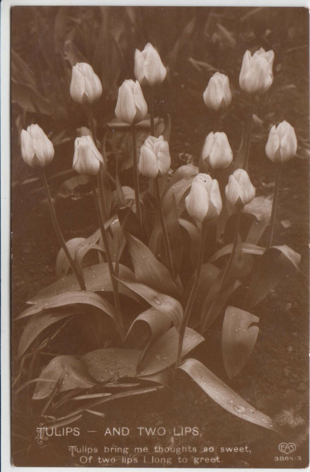 CARTE POSTALE FANTAISIE TULIPS AND TWO LIPS TULIPES FLEUR 123920254219