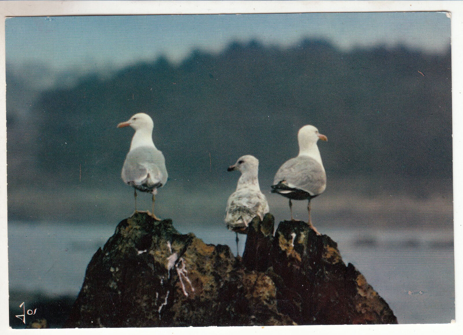 CARTE POSTALE LA BRETAGNE EN COULEURS MOUETTE AU BORD DE L EAU 401476662639