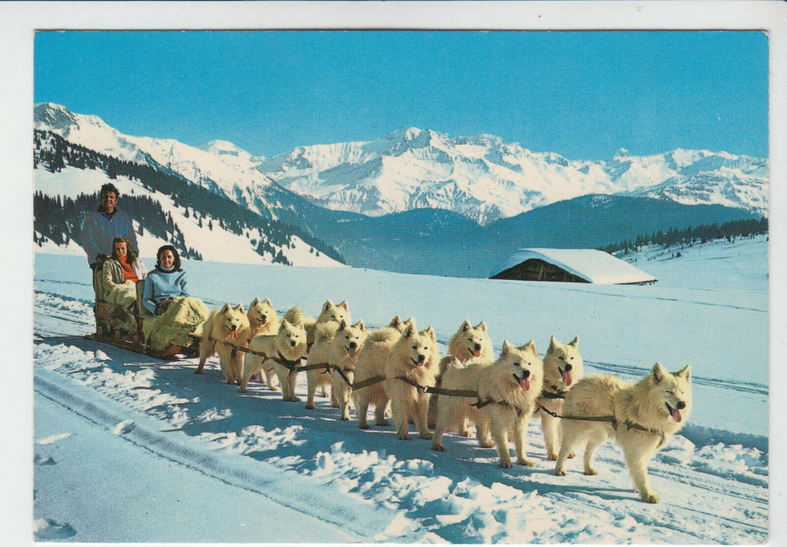 CARTE POSTALE MODERNE CHIEN ATTELAGE DE CHIENS SAMOYEDES AU COL DES SAISIES 123949419819