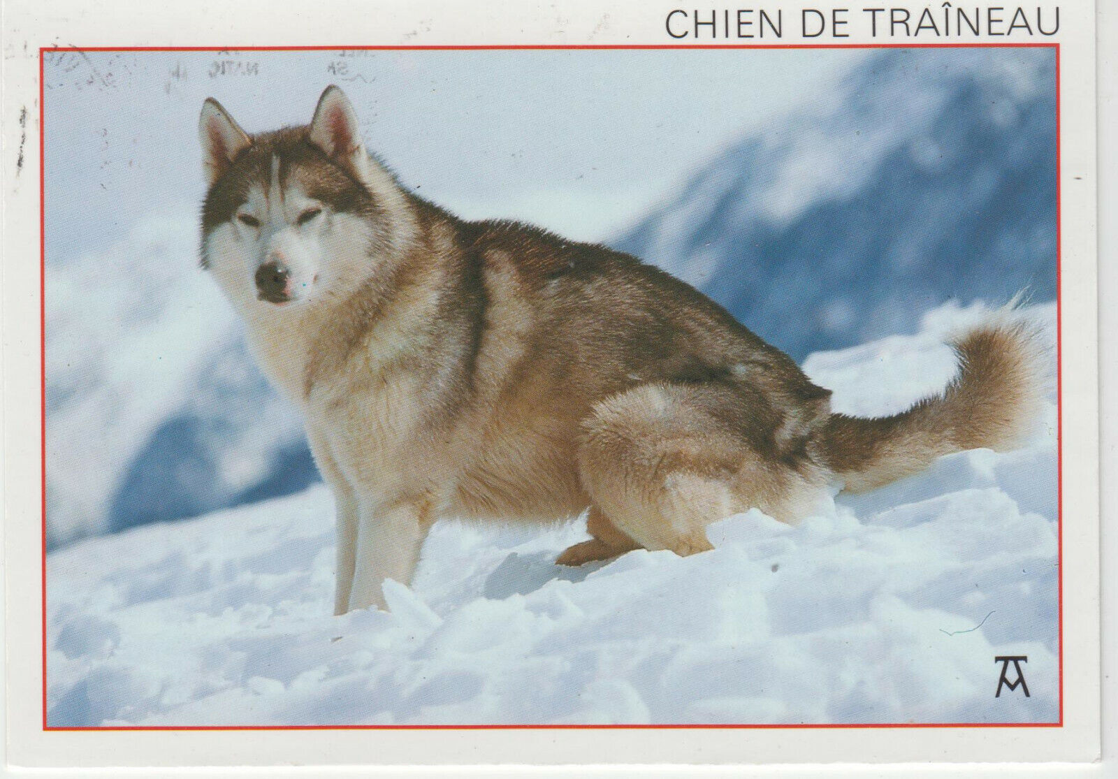 CARTE POSTALE MODERNE CHIEN DE TRAINEAU HUSKY 123946393189