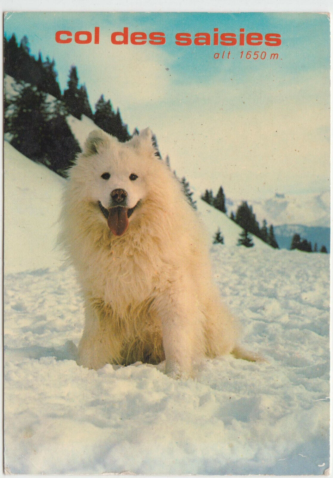 CARTE POSTALE MODERNE CHIEN LIBOOT CHIEN SAMOYEDE RESTAURANT LE SARTO 123949658049