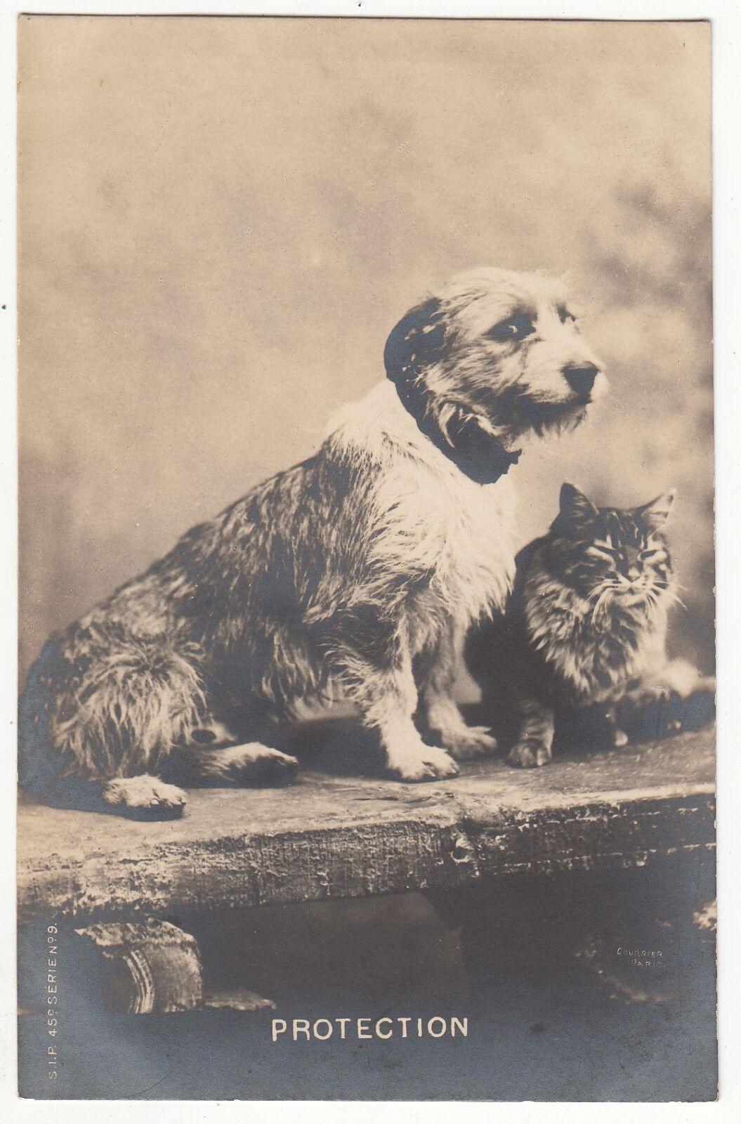 CARTE POSTALE PHOTO CHIEN CHAT 401389608379