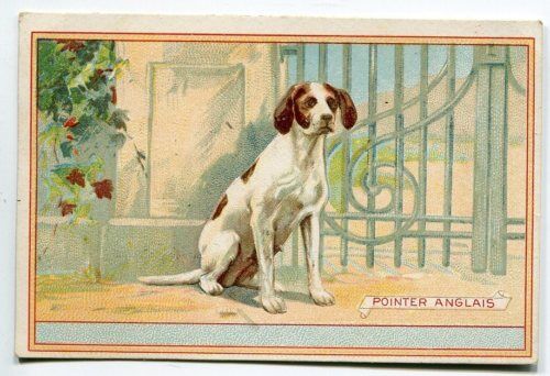 CHROMO CHICOREE CHIEN POINTER ANGLAIS 110615367069