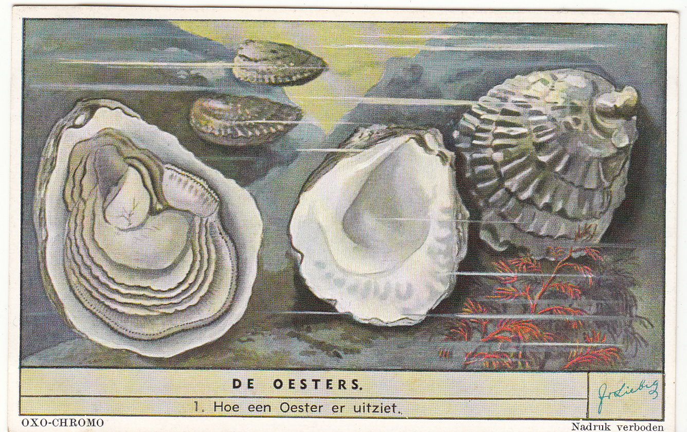 CHROMO LIEBIG HUITRE HOE EEN OESTER ER UITZIET 402047460949