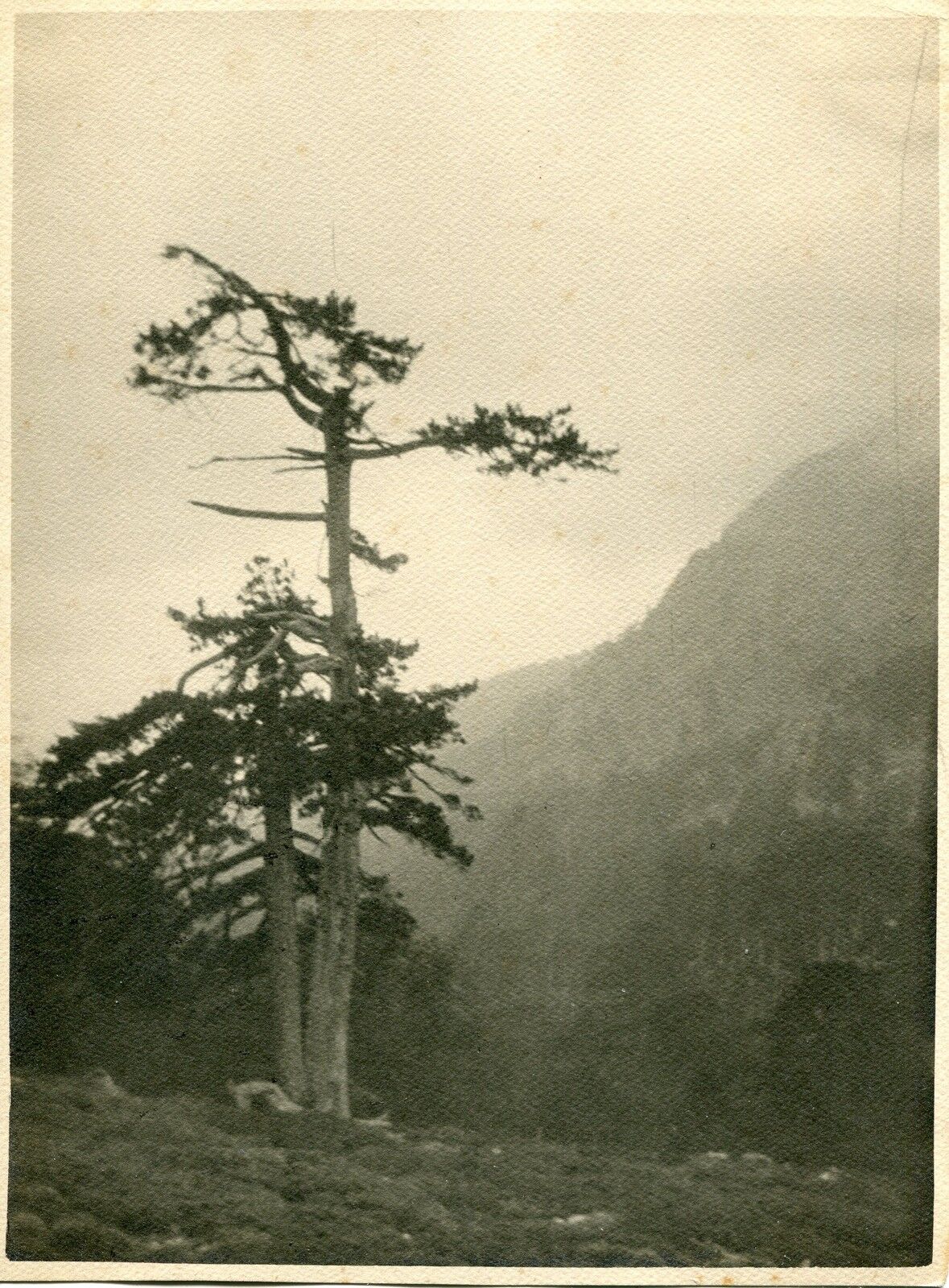 PHOTO CORSE COL DE VERGIO 1925 FORMAT 24 X 17 121484850149